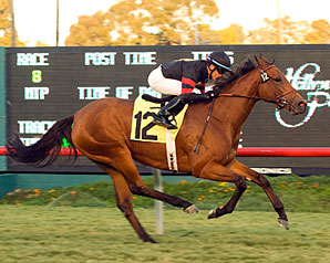 Grade I Winner Citronnade Retired Grade I Winner Citronnade Retired