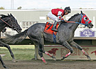 City of Weston Upsets Gallant Bob Field City of Weston Upsets Gallant Bob Field