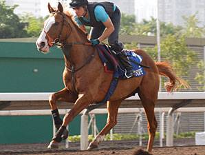 No Luck of the Draw in HK for Juddmonte No Luck of the Draw in HK for Juddmonte