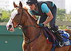 No Luck of the Draw in HK for Juddmonte No Luck of the Draw in HK for Juddmonte