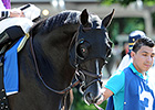 Featured Horse Profile: Clearly Now Featured Horse Profile: Clearly Now