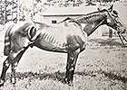 Clifford, Jockey Hughes to Join Hall of Fame Clifford, Jockey Hughes to Join Hall of Fame
