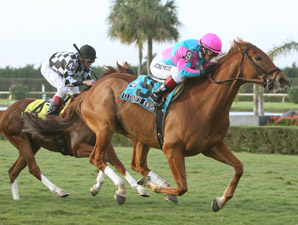 10-Year-Old Cloudy's Knight Retired 10-Year-Old Cloudy's Knight Retired