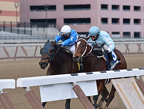 Unbeaten Cluster of Stars Heads Distaff Unbeaten Cluster of Stars Heads Distaff