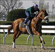 Cobalt Blue May Miss Derby; Would Open Door for Teuflesberg Cobalt Blue May Miss Derby; Would Open Door for Teuflesberg