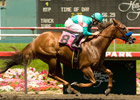 Coco Belle Dusts 'Blessing in Desert Stormer