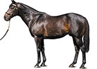 Darley Sire Commands Dies in Australia Darley Sire Commands Dies in Australia