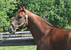 Commentator Arrives at Sheltowee Woodford