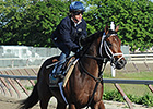 Commissioner Final Classic Rep for A.P. Indy Commissioner Final Classic Rep for A.P. Indy