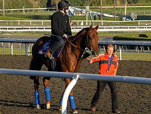 Male Turf Eclipse Award: Conduit Male Turf Eclipse Award: Conduit