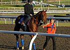 Male Turf Eclipse Award: Conduit