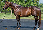 Congrats Recovering After Colic Surgery Congrats Recovering After Colic Surgery