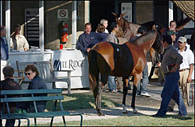 Numbers Still Strong As Keeneland November Sale Rolls Along Numbers Still Strong As Keeneland November Sale Rolls Along