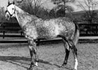 New York Breeder/Owner Schoenborn Dies New York Breeder/Owner Schoenborn Dies