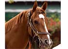 'Nothing Elaborate' About Mating that Produced Corinthian