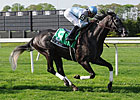 Millionaire Cosmonaut to Stud at Highcliff Millionaire Cosmonaut to Stud at Highcliff