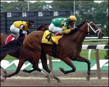 Grade I Winner Cotton Blossom Retired Grade I Winner Cotton Blossom Retired