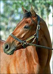 Champion Countess Diana Dead Champion Countess Diana Dead