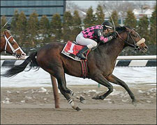 Old Pro Country Be Gold Wins Aqueduct 'Cap Old Pro Country Be Gold Wins Aqueduct 'Cap