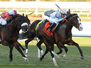 Courageous Cat, Wasted Tears Win Gulf Stakes Courageous Cat, Wasted Tears Win Gulf Stakes