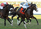 Courageous Cat, Wasted Tears Win Gulf Stakes