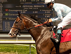 Lane's End to Stand Courageous Cat Lane's End to Stand Courageous Cat
