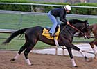 Mott Horses on Track