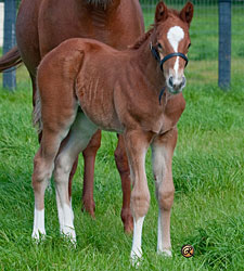 Cowtown Cat's First Foal Is a Colt Cowtown Cat's First Foal Is a Colt