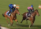 Cox Plate: Rob Heathcote -  Buffering