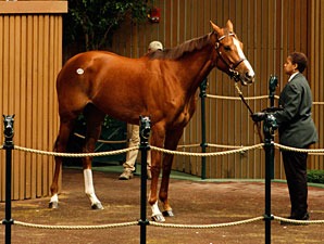Cozi Rosie Sold to Japan's Shadai Farm Cozi Rosie Sold to Japan's Shadai Farm