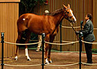 Cozi Rosie Sold to Japan's Shadai Farm Cozi Rosie Sold to Japan's Shadai Farm