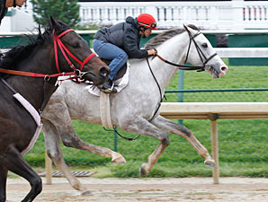 Cozzetti Heads Preakness Works at Churchill Cozzetti Heads Preakness Works at Churchill