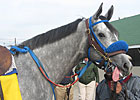 Haskin's Preakness Report: Cause and Effect