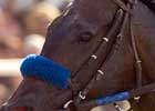Electrifying Move Earns Crossing The Line 'The Mile'