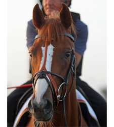 Eye in Dubai: Feb. 1 Eye in Dubai: Feb. 1