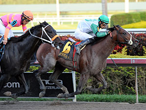 Csaba Keeps Hot Streak Alive in Hal's Hope Csaba Keeps Hot Streak Alive in Hal's Hope