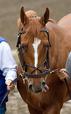 Padua's Interest in Curlin Acquired Padua's Interest in Curlin Acquired
