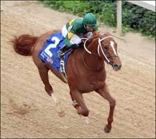 Preakness Contender Curlin Works Easy Half-Mile Preakness Contender Curlin Works Easy Half-Mile