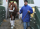Curlin Ships Back to Belmont from Dubai