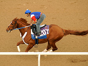Curlin Works Half-Mile in Dubai Curlin Works Half-Mile in Dubai