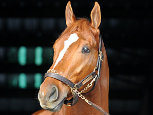 Curlin to Gulfstream Before Dubai Curlin to Gulfstream Before Dubai