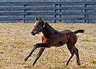 First Foal by Curlin Dies First Foal by Curlin Dies