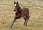 Slideshow: Curlin's First Foal