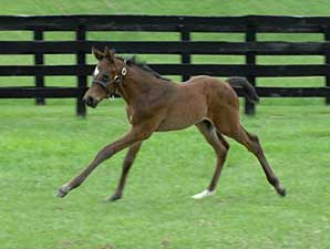 Curlin Half Siblings Shine in Fares Dispersal Curlin Half Siblings Shine in Fares Dispersal