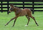 Curlin Half Siblings Shine in Fares Dispersal Curlin Half Siblings Shine in Fares Dispersal