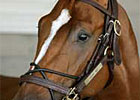 Curlin the Star of Aug. 5 Haskell Curlin the Star of Aug. 5 Haskell