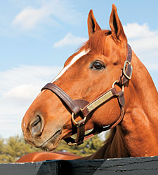 Curlin's Fee Reduced to $40,000 Curlin's Fee Reduced to $40,000