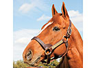Curlin's Fee Reduced to $40,000 Curlin's Fee Reduced to $40,000