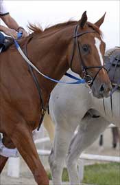 Steve Haskin's Derby Report: My New Kentucky Home Steve Haskin's Derby Report: My New Kentucky Home