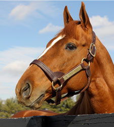 Curlin Wins Second Secretariat Award Curlin Wins Second Secretariat Award